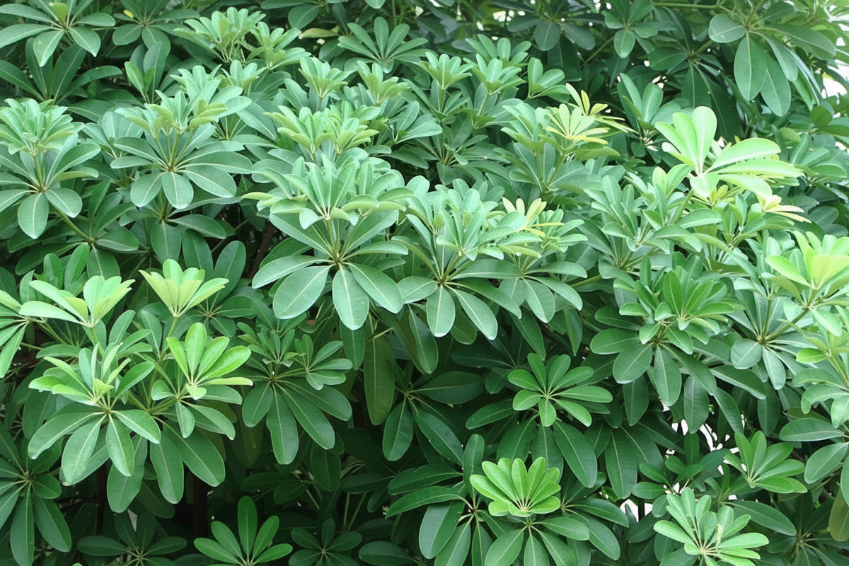 Ashwagandha Herbal Plant Seeds