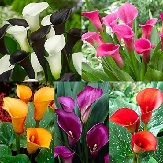 Beautiful Calla Lily Mixed Color Flower Bulb - 4 Pc