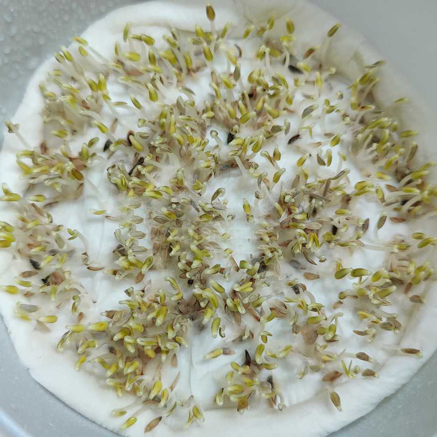 Lettuce Microgreens Organic Seeds | Easy to Grow Indoors | Super Salad Greens