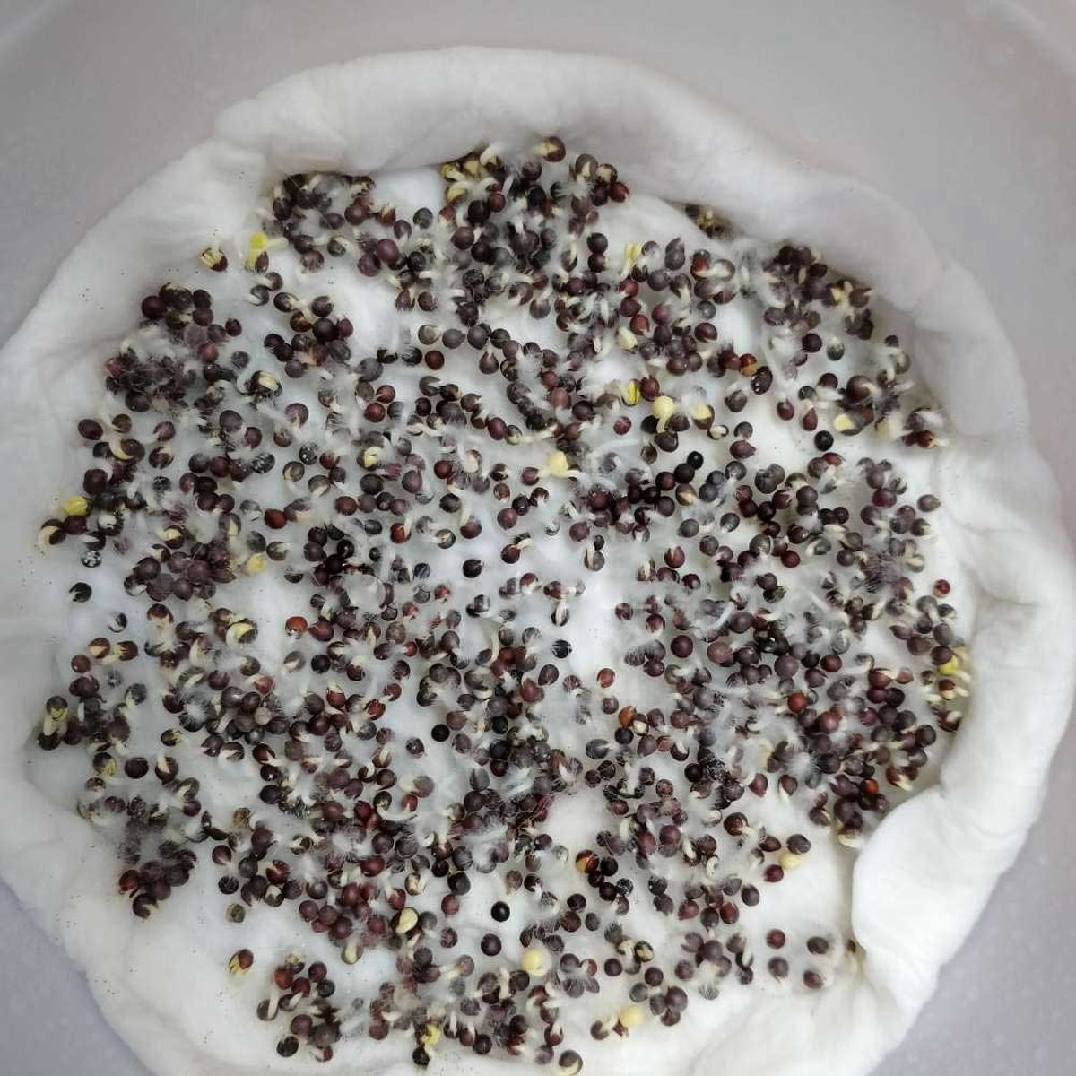 Pak Choi Microgreens Seeds | Super Salad Greens | Easy to Grow Indoors