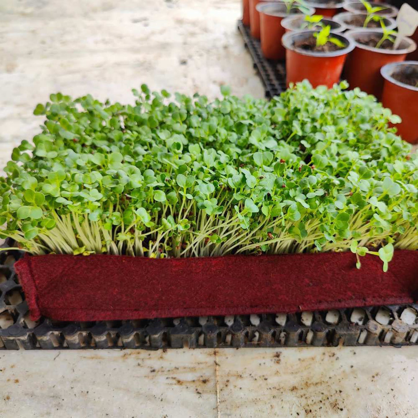 Radish Microgreens Seeds (Mooli / मूली के बीज) | Fast-Growing | Fresh & Healthy Sprouts