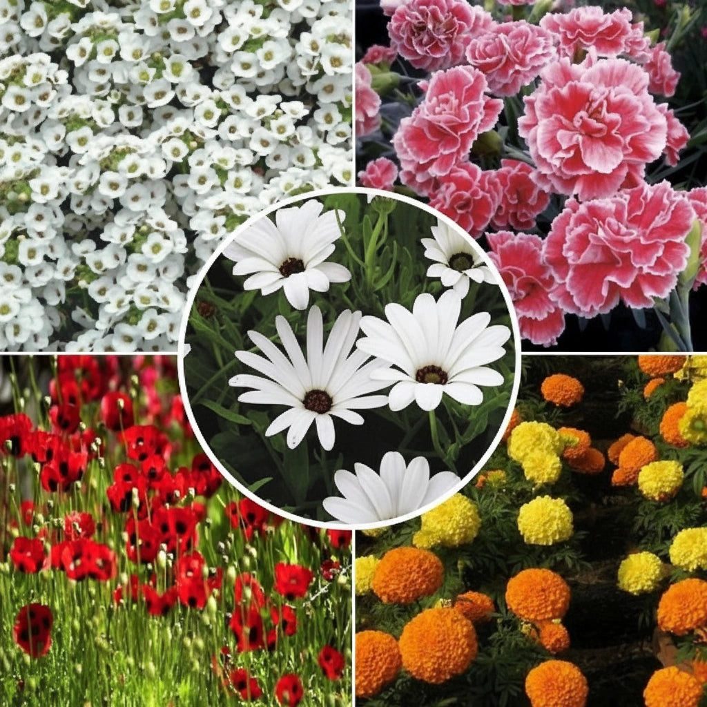 Winter Flower Seeds Combo Pack (Set of 5 Packets) | Alyssum, Dianthus, Dimorphotheca, Marigold, Poppy