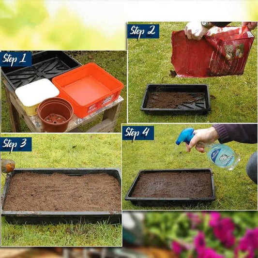Organic Herb Seeds Combo Pack – 5 Varieties (Super Mint, Tulsi, Basil, Ashwagandha, Rocket)