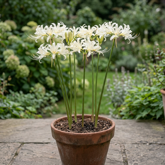 AI-generated illustration of mature white Lycoris flowers in a terrace pot; bulbs only supplied