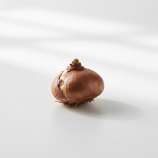 Single Gladiolus corm bulb on white surface
