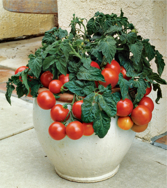 Tomato Seeds Easy to Grow