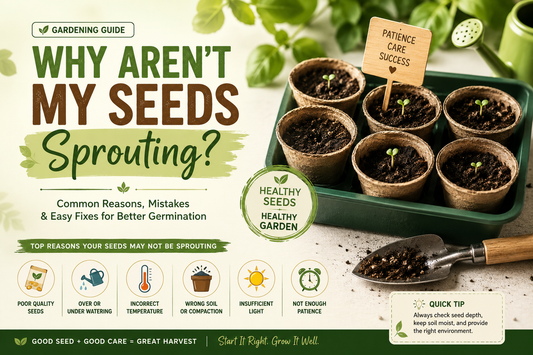 Why Aren't My Seeds Sprouting? 5 Common Mistakes