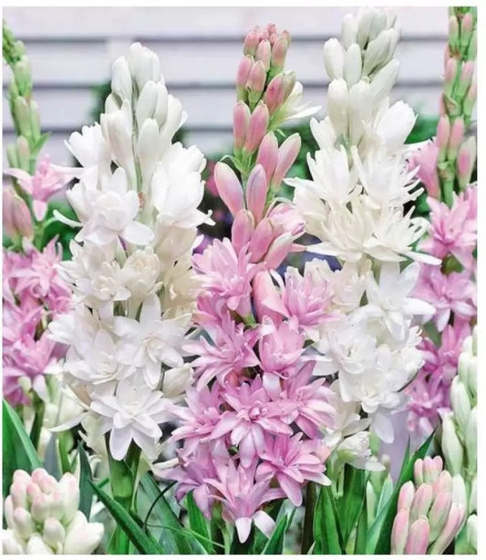 Rajnigandha / Tuberose Fragrant Bulbs Mix Color – Pack of 10