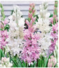 Rajnigandha / Tuberose Fragrant Bulbs Mix Color – Pack of 10