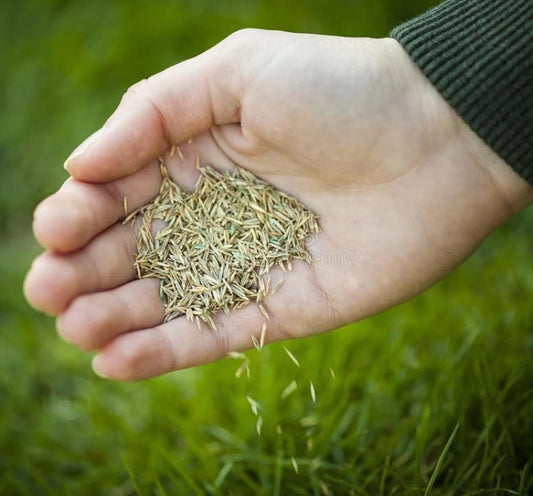 Premium Grass Seeds 50g – High-Quality Low Maintenance Turfgrass