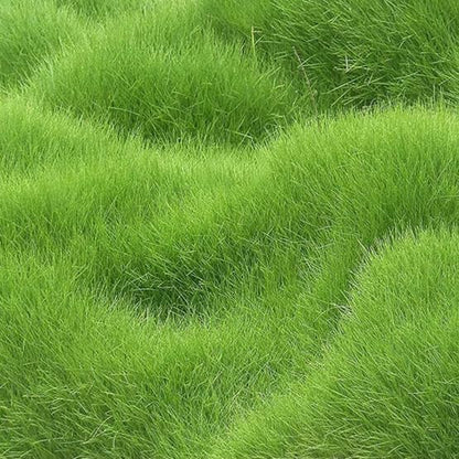 Premium Grass Seeds 50g – High-Quality Low Maintenance Turfgrass