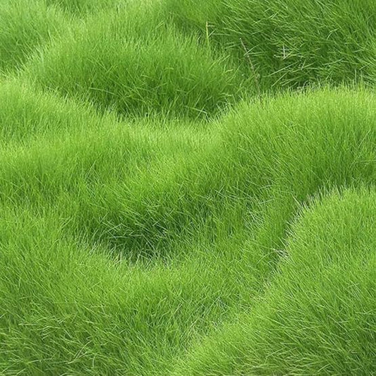 Premium Grass Seeds 50g – High-Quality Low Maintenance Turfgrass