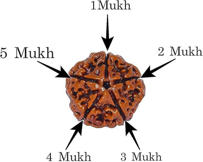 5 Mukhi Rudraksha Original From Pashupati Nath Temple | Wealth, Prosperity & Spiritual Protection