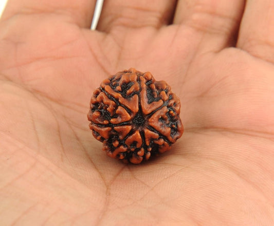5 Mukhi Rudraksha Original From Pashupati Nath Temple | Wealth, Prosperity & Spiritual Protection
