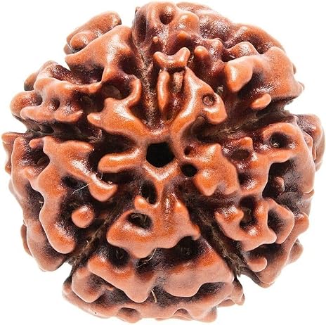 5 Mukhi Rudraksha Original From Pashupati Nath Temple | Wealth, Prosperity & Spiritual Protection