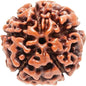 5 Mukhi Rudraksha Original From Pashupati Nath Temple | Wealth, Prosperity & Spiritual Protection