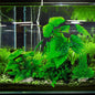 Aquarium Green Plants Set – Realistic Underwater Plastic Water Grass & Aquatic Decor