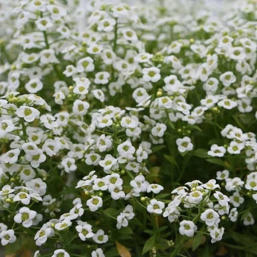Alyssum White Flower Seeds
