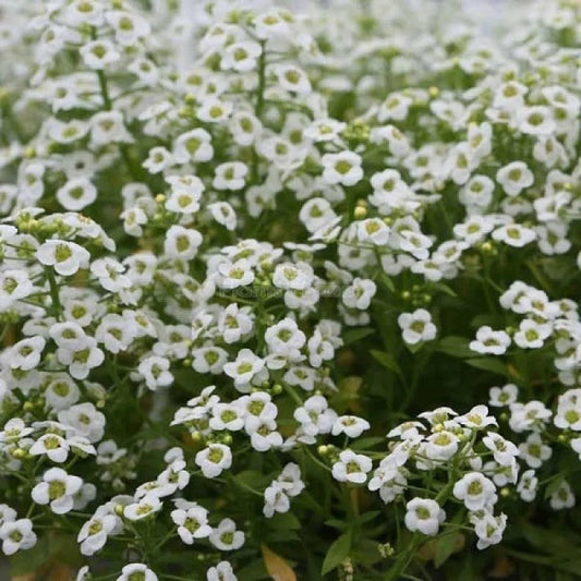 Alyssum White Flower Seeds