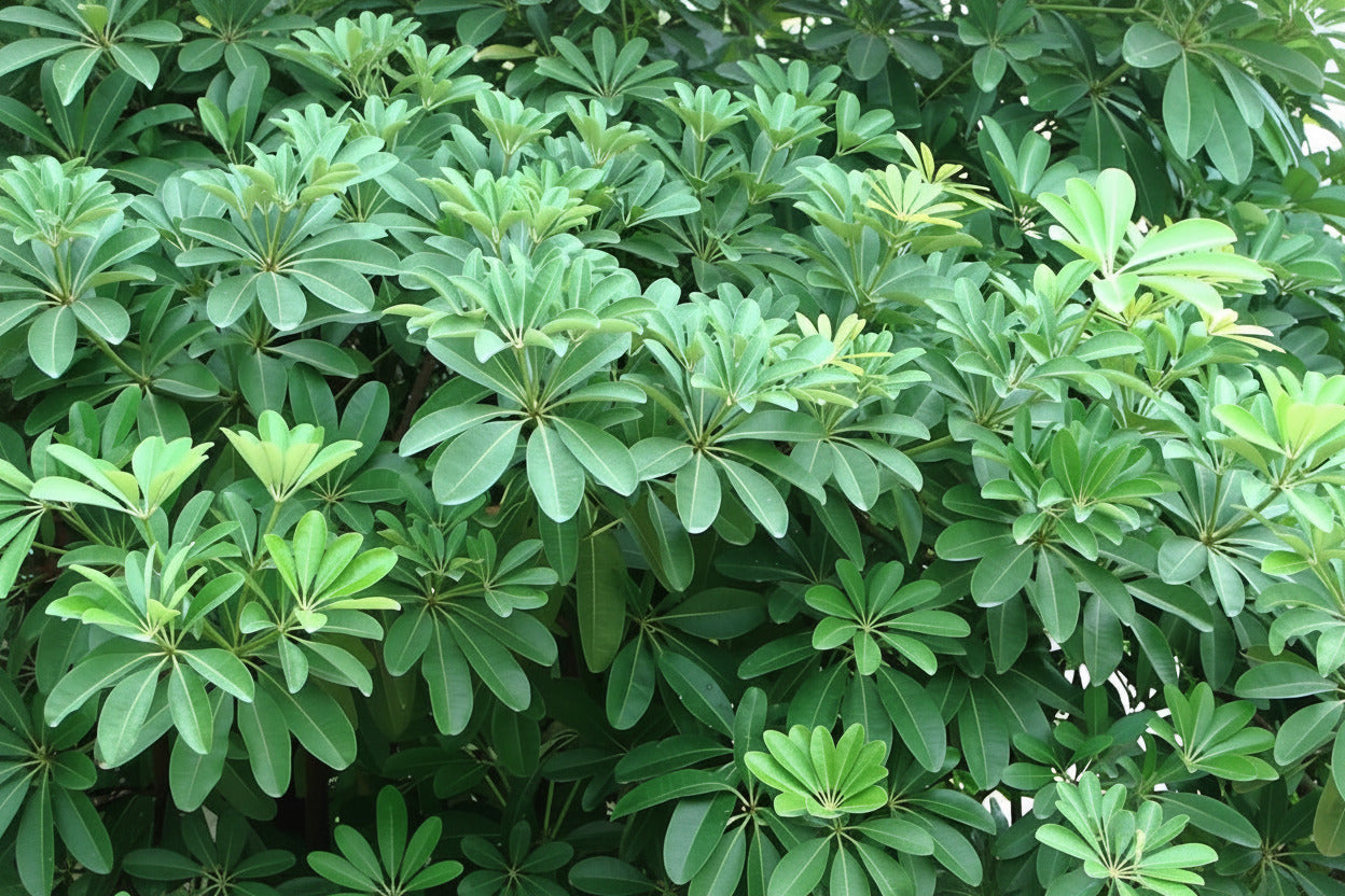 Ashwagandha Herbal Plant Seeds