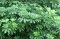 Ashwagandha Herbal Plant Seeds