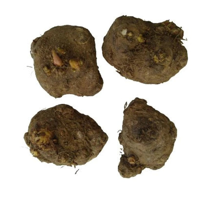 Caladium Bulbs – Pack of 4