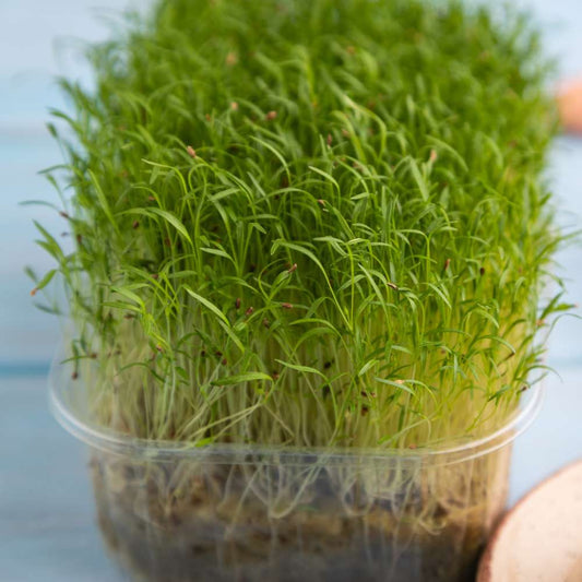 Carrot Microgreens Organic Seeds | Non GMO Seeds Easy to Grow Indoors | Grow Your Own Super Salad