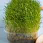 Carrot Microgreens Organic Seeds | Non GMO Seeds Easy to Grow Indoors | Grow Your Own Super Salad