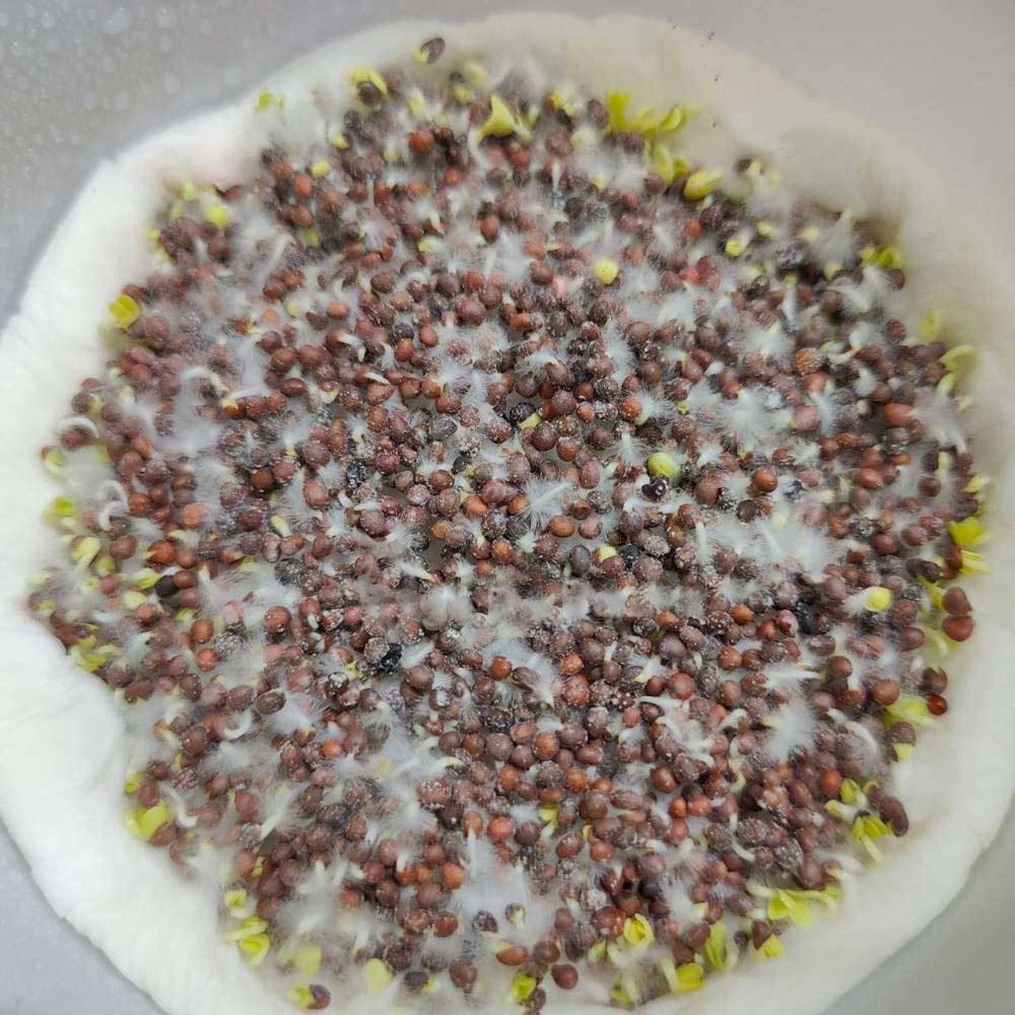 Cauliflower Microgreen Seeds | Easy to Grow Indoors | Grow Your Own Super Salad