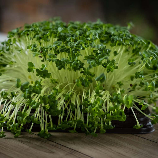 Cauliflower Microgreen Seeds | Easy to Grow Indoors | Grow Your Own Super Salad