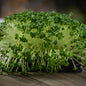 Cauliflower Microgreen Seeds | Easy to Grow Indoors | Grow Your Own Super Salad
