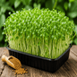 Fenugreek Microgreen Seeds | Easy to Grow Indoor Super Salad Greens