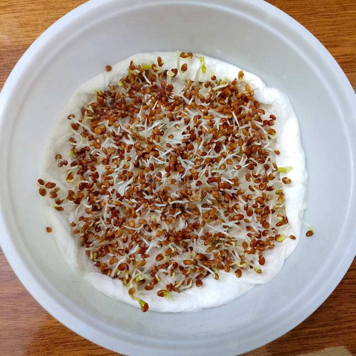 Clover Microgreen Seeds | Super Salad Greens | Easy to Grow Indoors