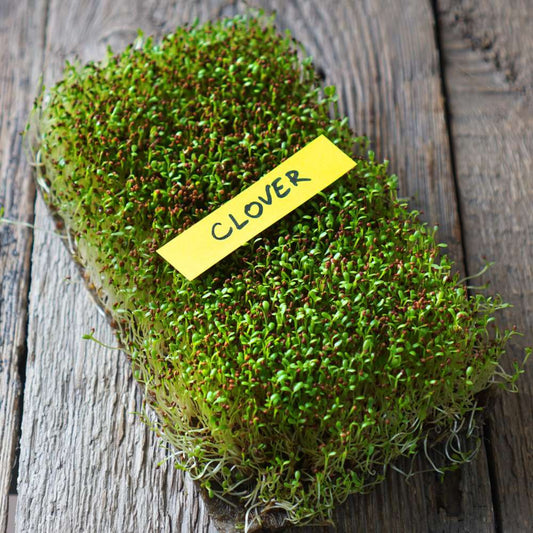 Clover Microgreen Seeds | Super Salad Greens | Easy to Grow Indoors
