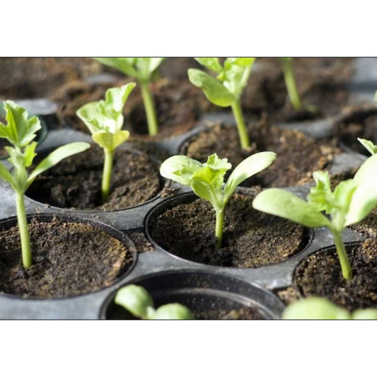 Cocopeat/Agropeat Coins (Pack of 10 Pcs.) Use for Fast Germination of Your Flower and Vegetable Seeds