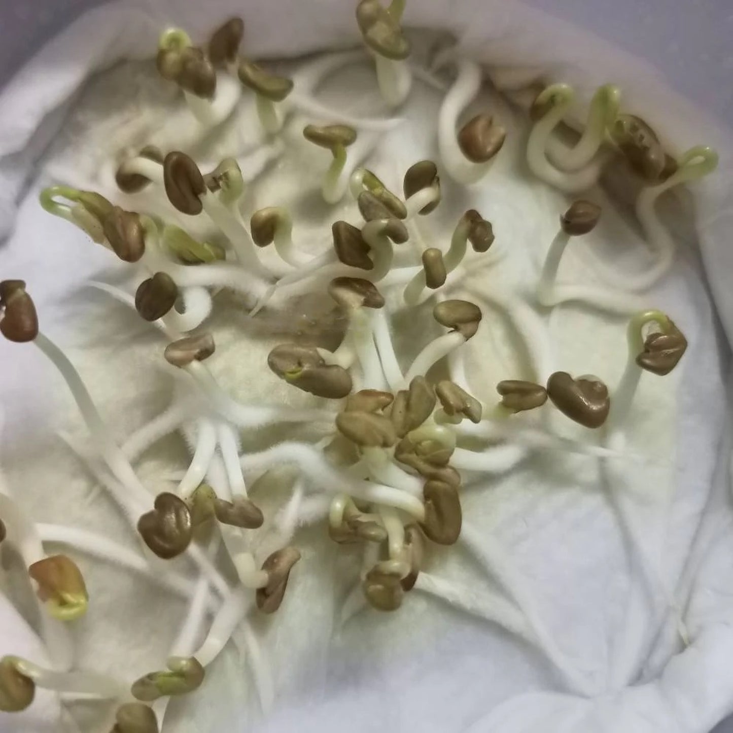 Fenugreek Microgreen Seeds | Easy to Grow Indoor Super Salad Greens