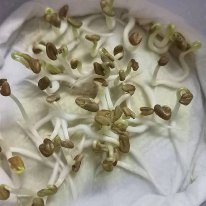 Fenugreek Microgreen Seeds | Easy to Grow Indoor Super Salad Greens