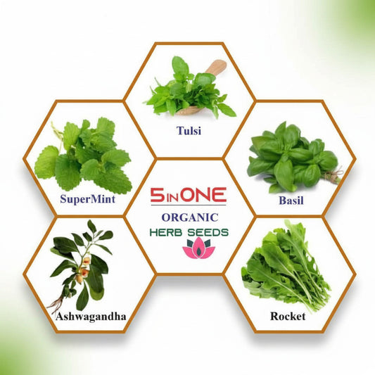 Organic Herb Seeds Combo Pack – 5 Varieties (Super Mint, Tulsi, Basil, Ashwagandha, Rocket)