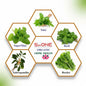 Organic Herb Seeds Combo Pack – 5 Varieties (Super Mint, Tulsi, Basil, Ashwagandha, Rocket)