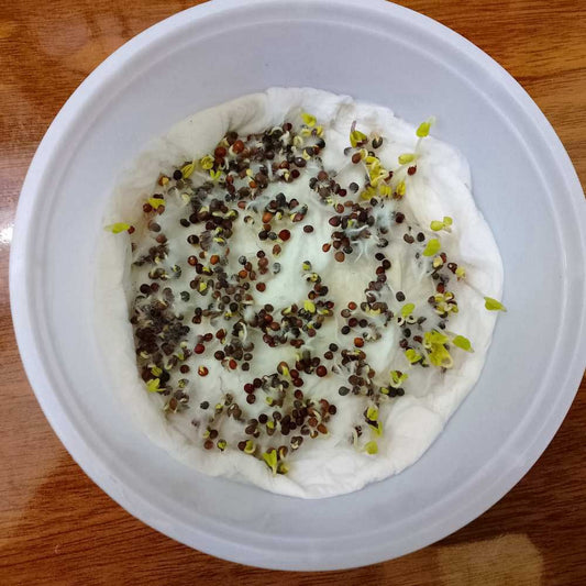 Kale Green Microgreens Seeds | Easy to Grow Indoors | Your Super Salad