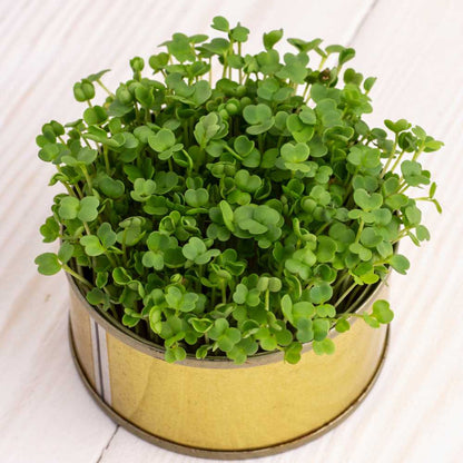 Kale Green Microgreens Seeds | Easy to Grow Indoors | Your Super Salad