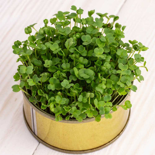 Kale Green Microgreens Seeds | Easy to Grow Indoors | Your Super Salad