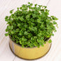 Kale Green Microgreens Seeds | Easy to Grow Indoors | Your Super Salad