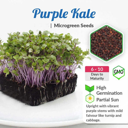 Kale Purple Microgreen Seeds | Non-GMO | Grow Your Own Super Salad