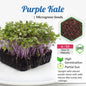 Kale Purple Microgreen Seeds | Non-GMO | Grow Your Own Super Salad