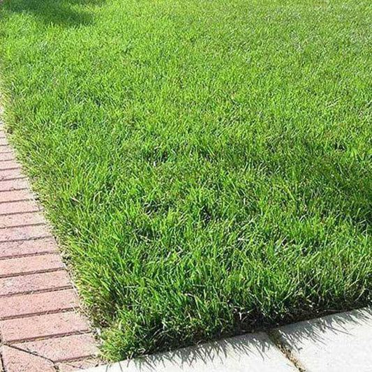 Doob Grass Seeds | Bermuda Grass | Dense Green Lawn | 50 Gram Pack