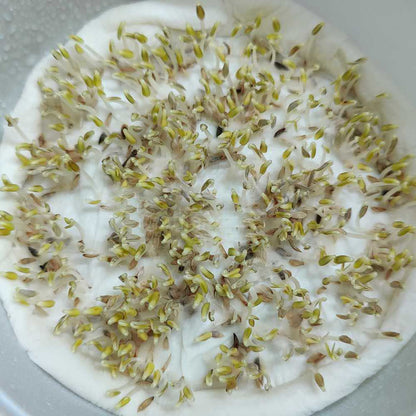 Lettuce Microgreens Organic Seeds | Easy to Grow Indoors | Super Salad Greens