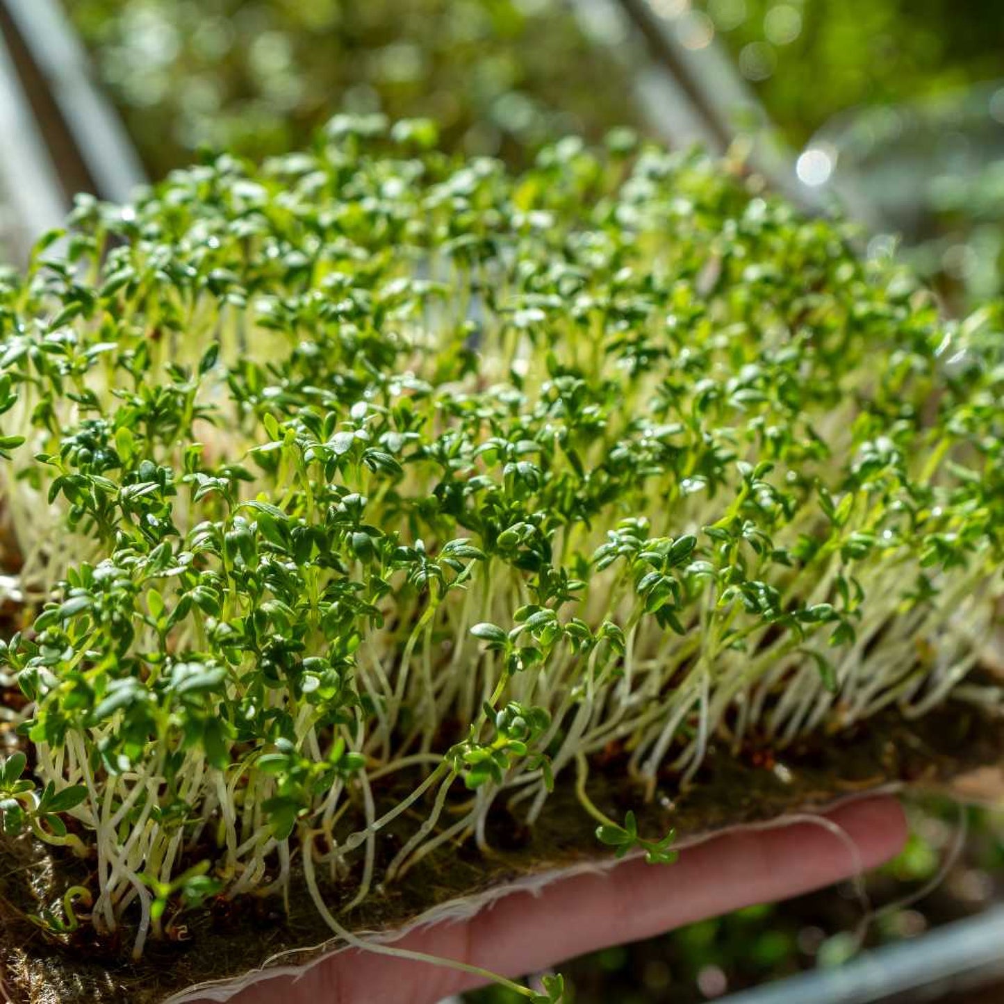 Lettuce Microgreens Organic Seeds | Easy to Grow Indoors | Super Salad Greens