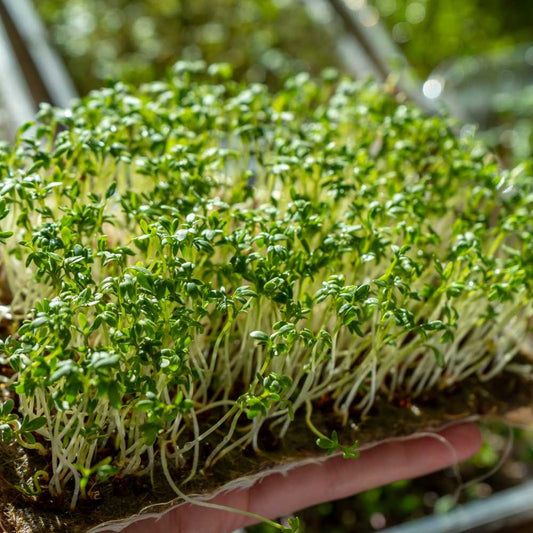 Lettuce Microgreens Organic Seeds | Easy to Grow Indoors | Super Salad Greens