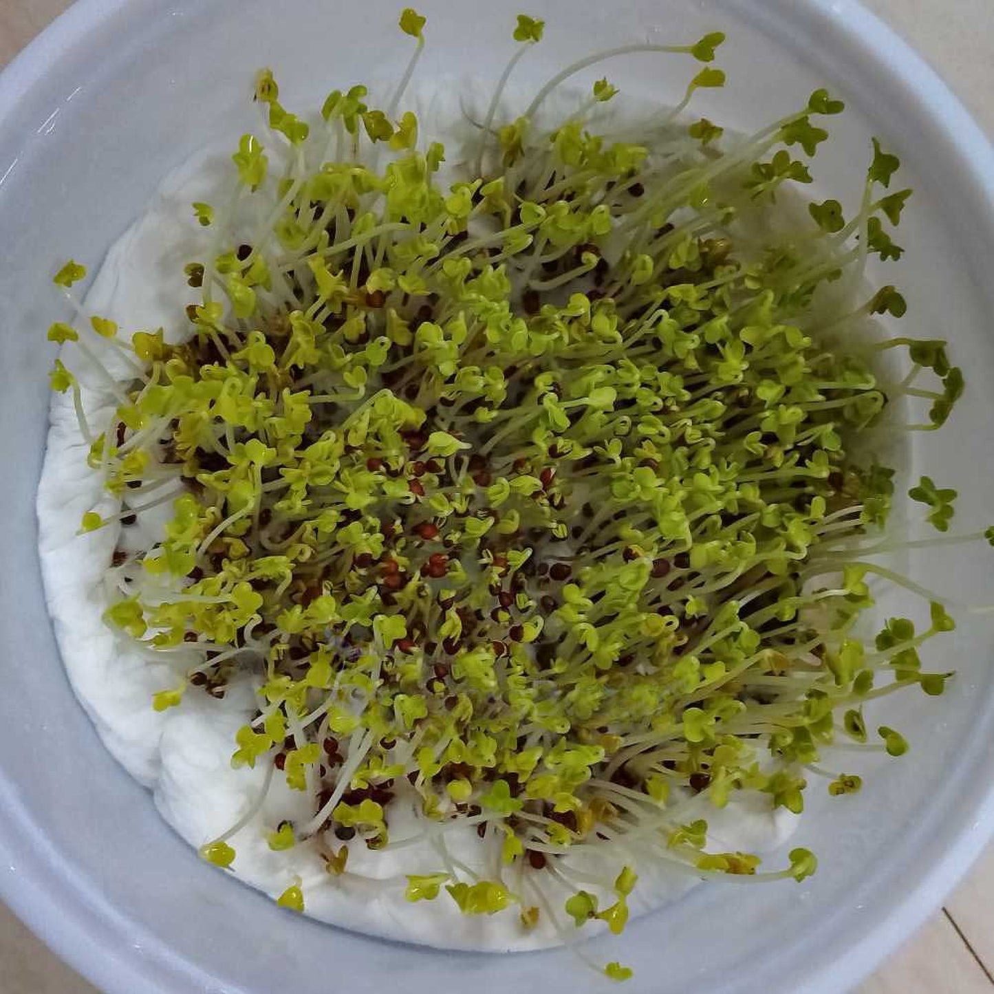 Mustard Microgreens Organic Seeds | Grow Your Own Super Salad